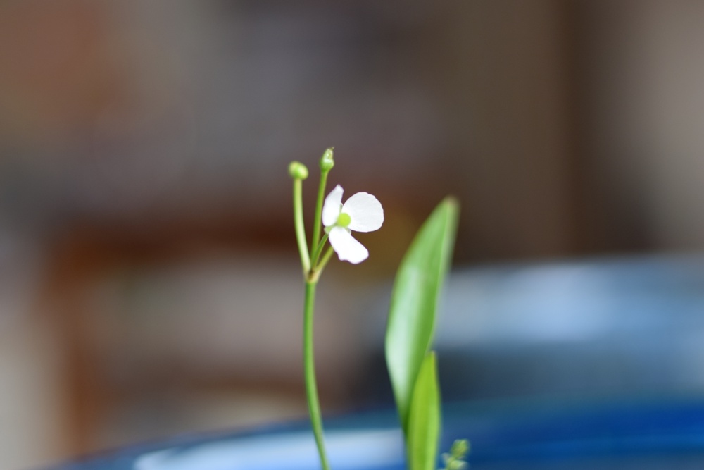 水草の花